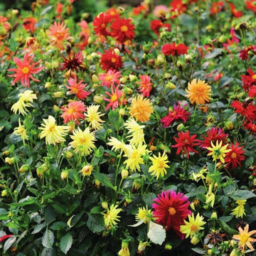 Dahlia Stargazer Mix Organic Seed