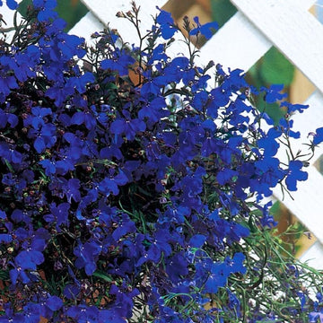 Lobelia Regatta Midnight Blue Seed