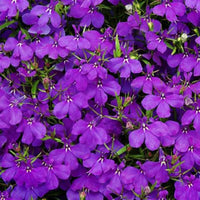 Lobelia Crystal Palace Seed