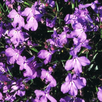 Lobelia Crystal Palace Seed