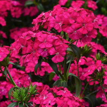 Dianthus Amazon Neon Cherry F1 Seed