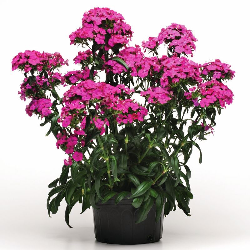 Dianthus Amazon Neon Purple F1 Seed