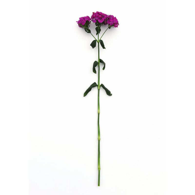 Dianthus Amazon Neon Purple F1 Seed