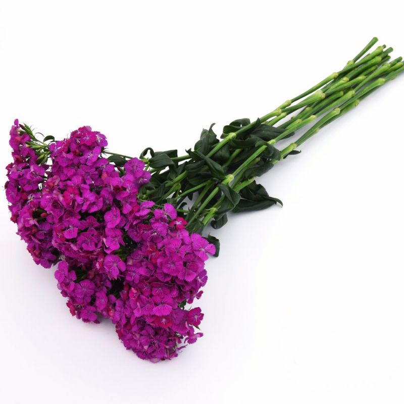 Dianthus Amazon Neon Purple F1 Seed