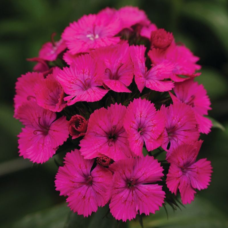 Dianthus Amazon Neon Purple F1 Seed