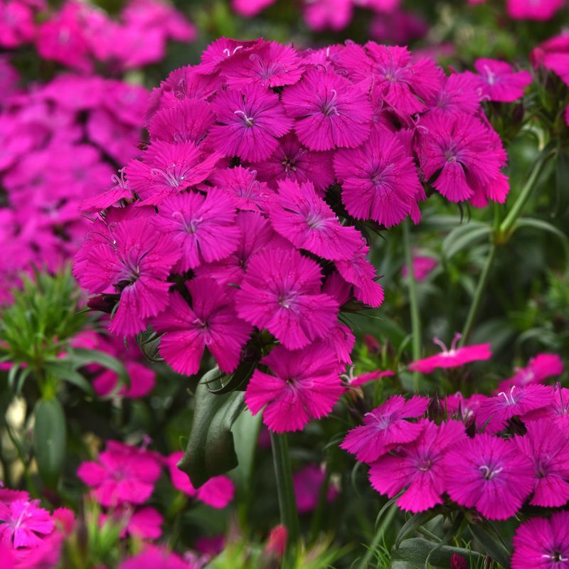 Dianthus Amazon Neon Purple F1 Seed