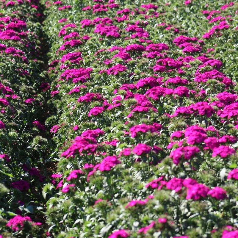 Dianthus Amazon Neon Purple F1 Seed