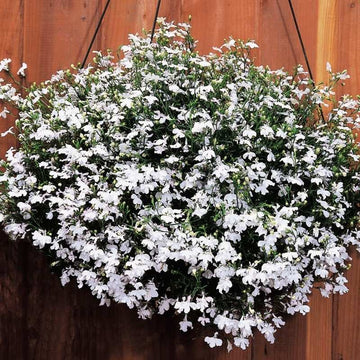 Lobelia Regatta White Seed