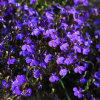 Lobelia Riviera Midnight Blue Seed