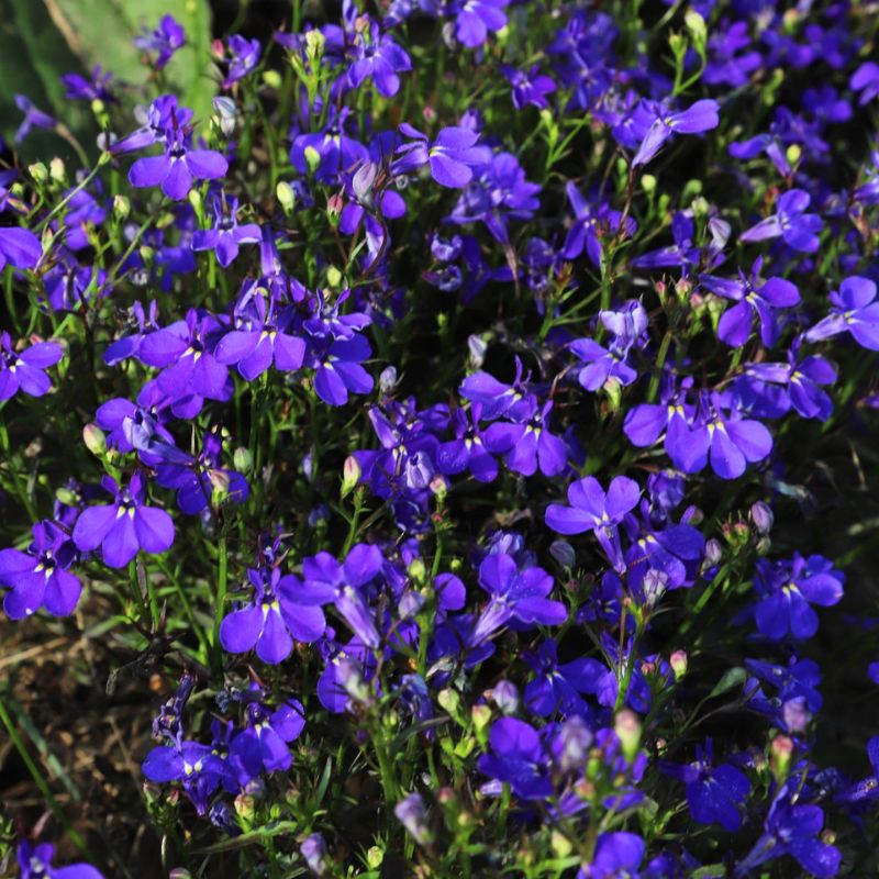 Lobelia Riviera Midnight Blue Seed