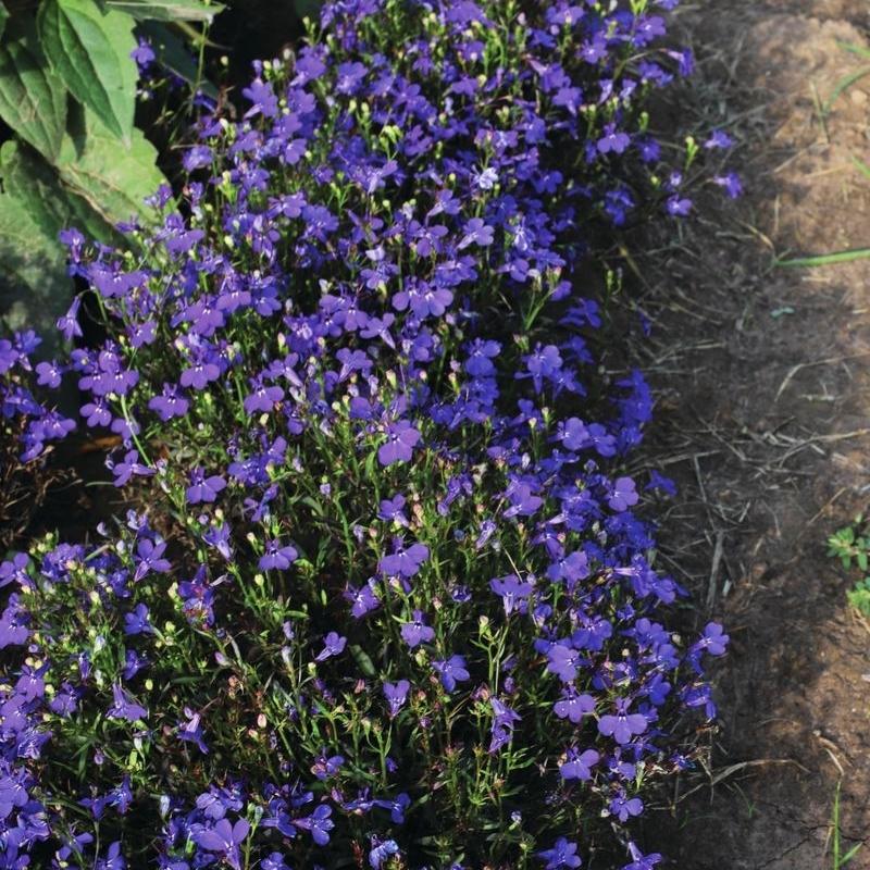 Lobelia Riviera Midnight Blue Seed