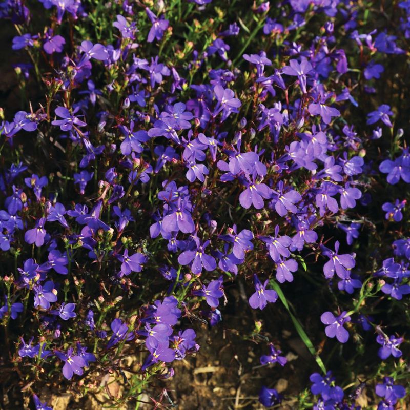 Lobelia Riviera Midnight Blue Seed