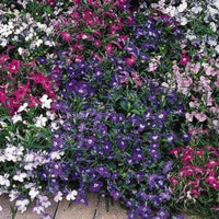 Lobelia Riviera Mix Seed