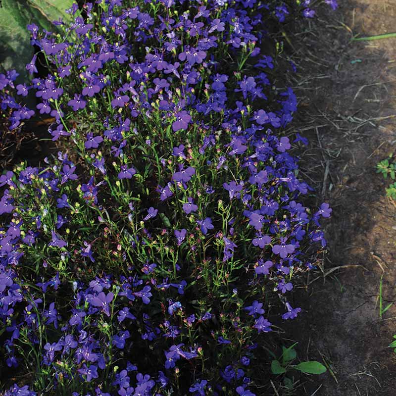 Lobelia Riviera Mix Seed