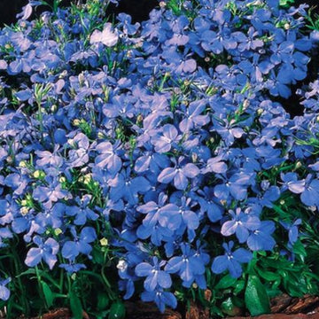 Lobelia Riviera Sky Blue Seed