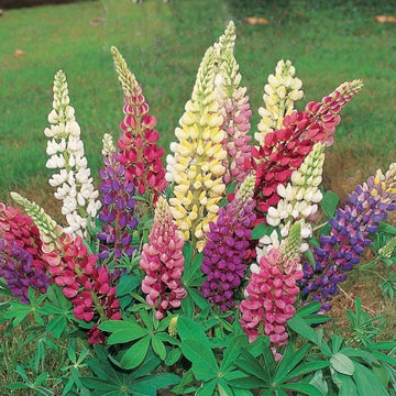 Lupine Russell Mix Seed