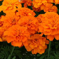 Marigold Safari Tangerine Seed