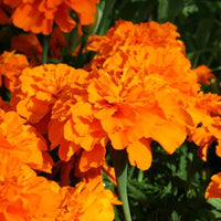 Marigold Safari Tangerine Seed