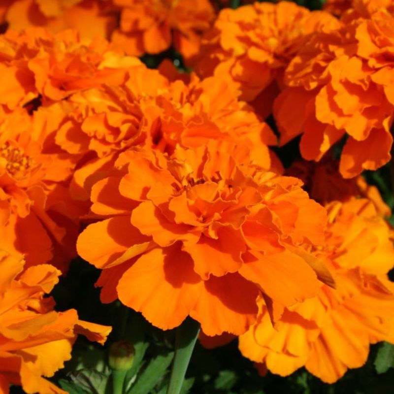 Marigold Safari Tangerine Seed