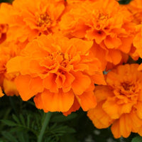 Marigold Safari Tangerine Seed