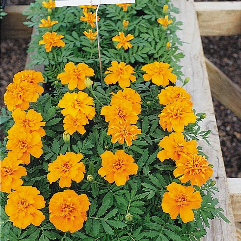 Marigold Safari Tangerine Seed