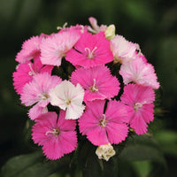 Dianthus Amazon Rose Magic F1 Seed