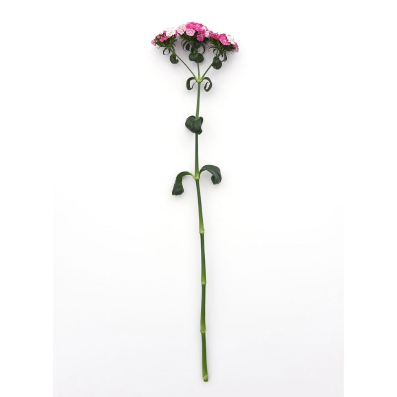 Dianthus Amazon Rose Magic F1 Seed