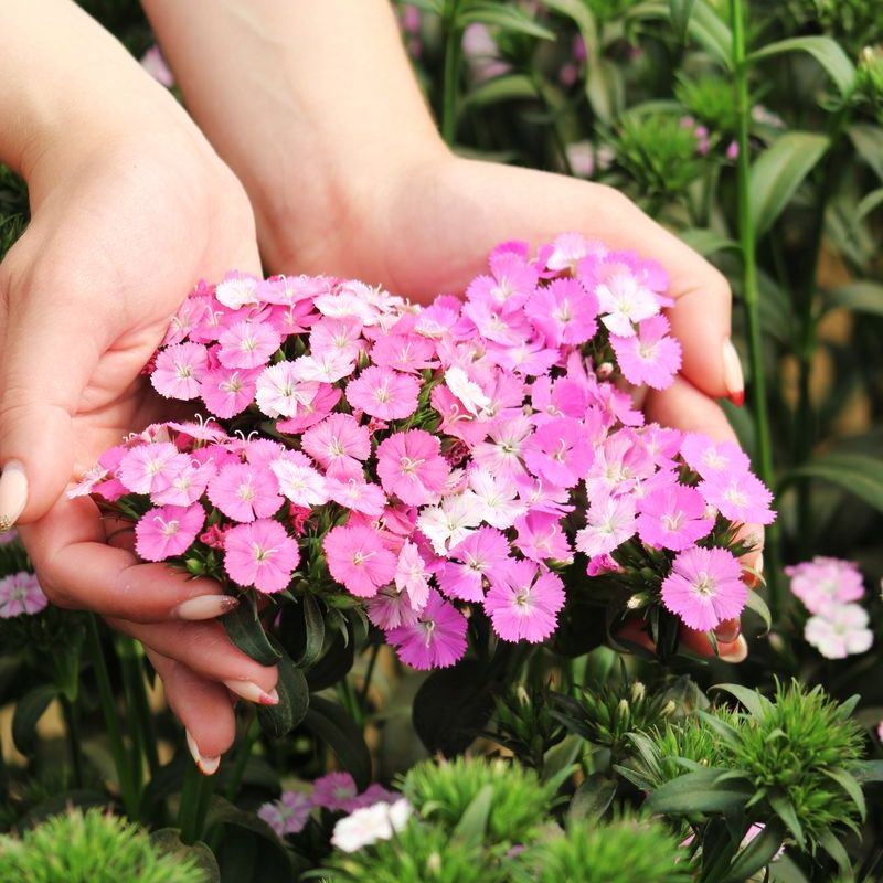 Dianthus Amazon Rose Magic F1 Seed