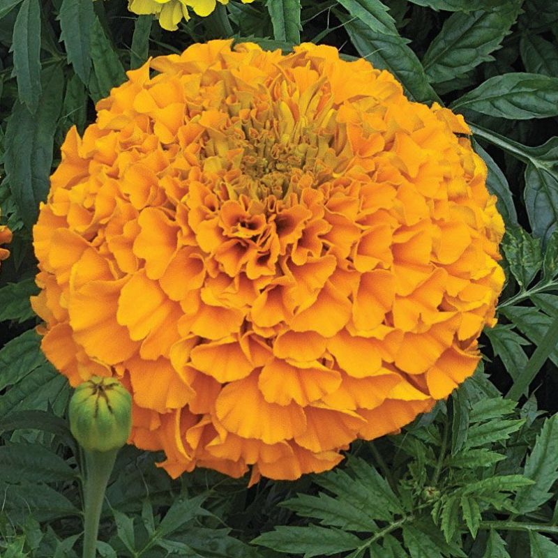 Marigold Perfection Orange F1 Seed