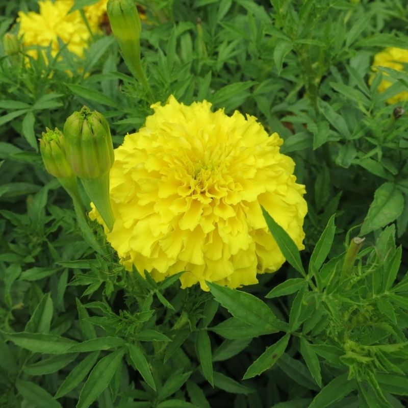 Marigold Perfection Yellow F1 Seed