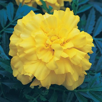 Marigold Zenith Lemon Yellow F1 Seed