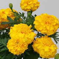 Marigold Zenith Yellow F1 Seed