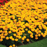 Marigold Zenith Yellow F1 Seed