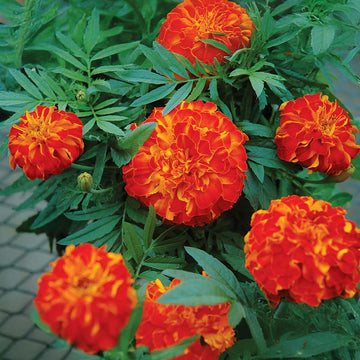 Marigold Zenith Red F1 Seed