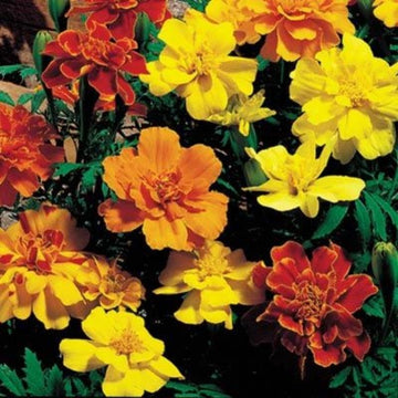 Marigold Safari Mix Seed