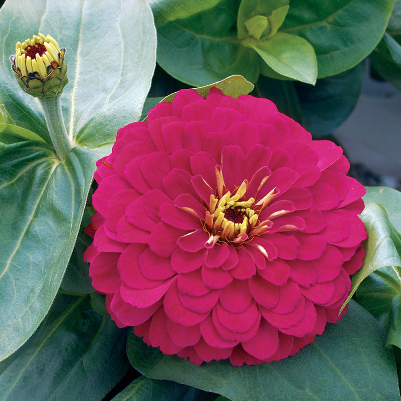 Zinnia Magellan Cherry F1 Seed