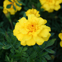 Marigold Safari Yellow Seed