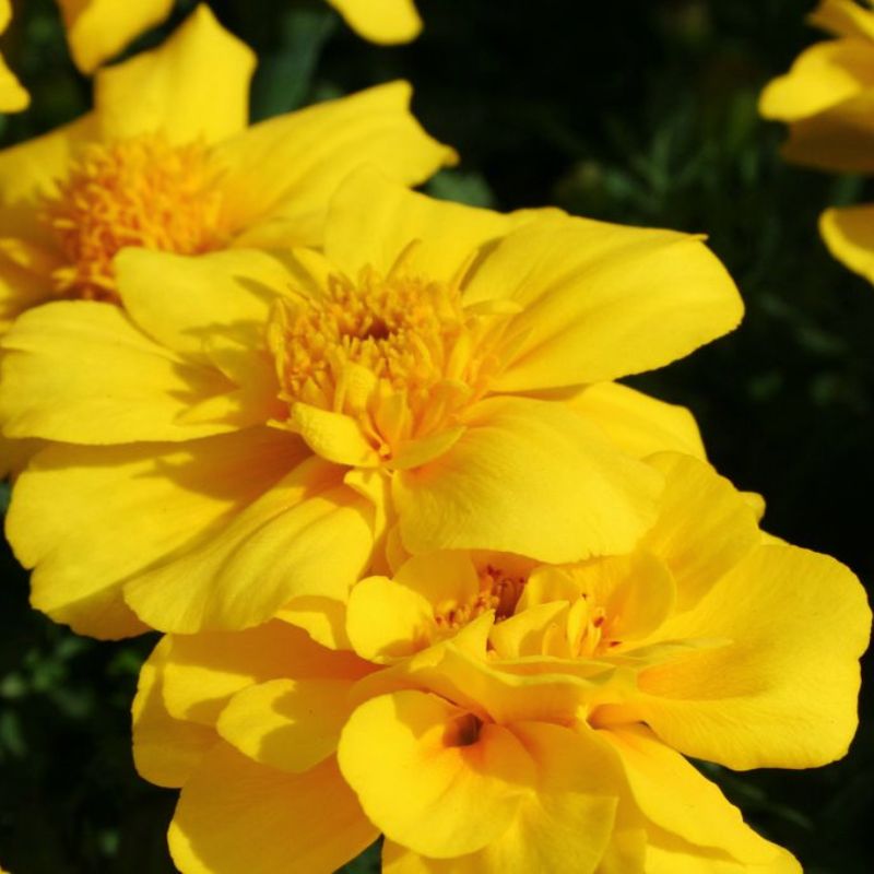 Marigold Safari Yellow Seed