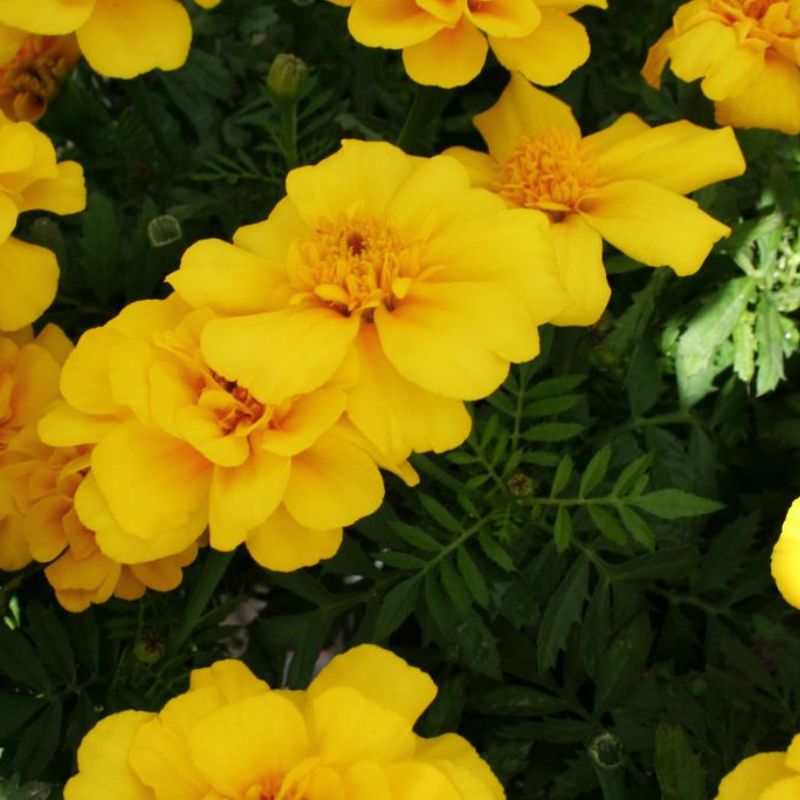 Marigold Safari Yellow Seed