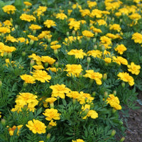 Marigold Safari Yellow Seed