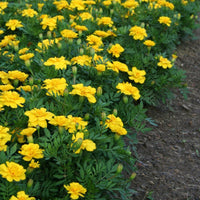 Marigold Safari Yellow Seed