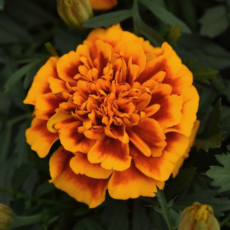 Marigold Bonanza Flame Seed