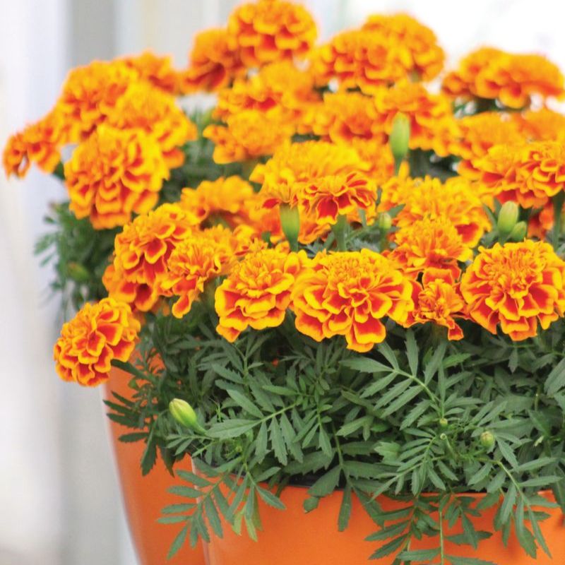 Marigold Bonanza Flame Seed