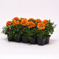 Marigold Bonanza Flame Seed