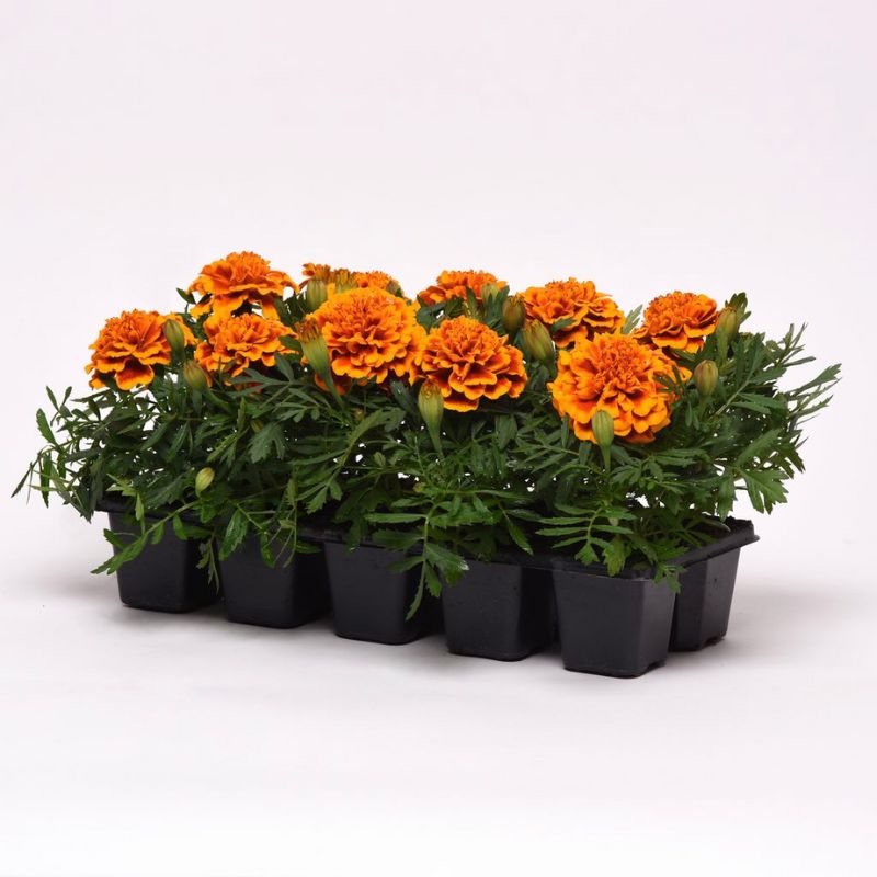 Marigold Bonanza Flame Seed