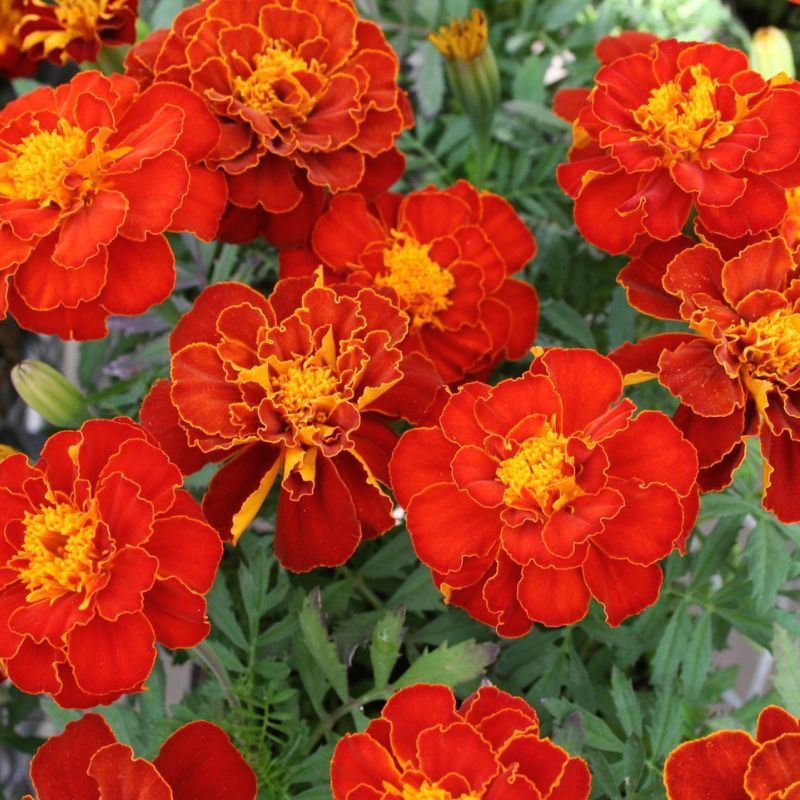 Marigold Safari Red Seed