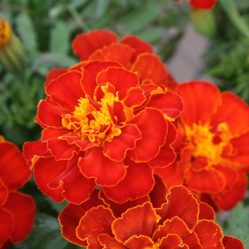 Marigold Safari Red Seed