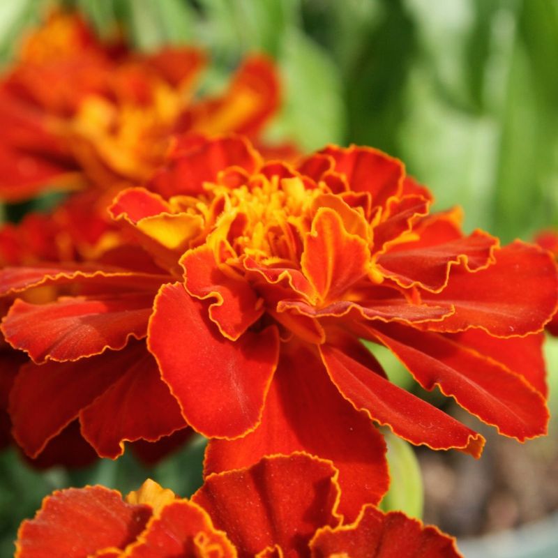 Marigold Safari Red Seed