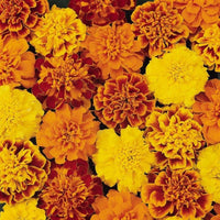 Marigold Bonanza Mix Seed