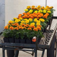 Marigold Bonanza Mix Seed